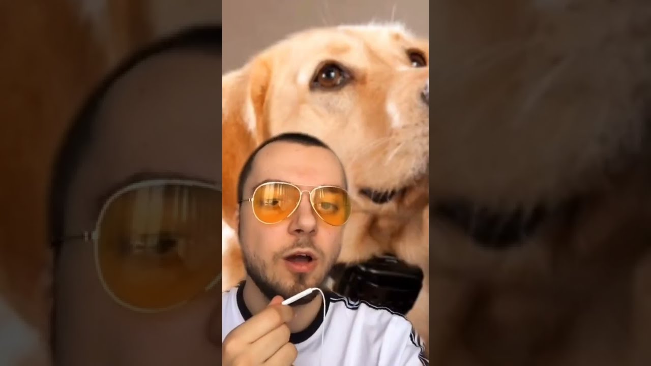 Zobacz film na temat kolczatki i dzwoneczka przy obroży