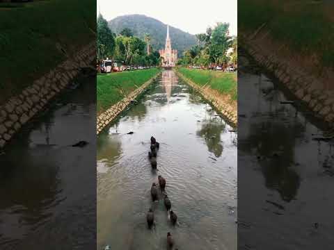 Capivaras em Petrópolis #capivara #petrópolis #rj #riodejaneiro