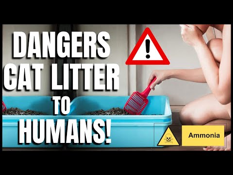 The Dangers of Cat Litter to Humans