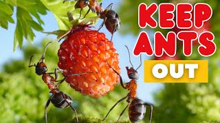 How To Control Ants in the Garden Naturally (Without Killing Plants)