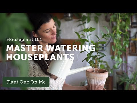 Houseplant 101: How to Water Houseplants Properly — Ep 120