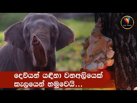 Chandra Surya Song _ වන අලි කන්නලව්ව _ ​ Elephant Song _ vocals by #samanlenin  #srilankaelephant