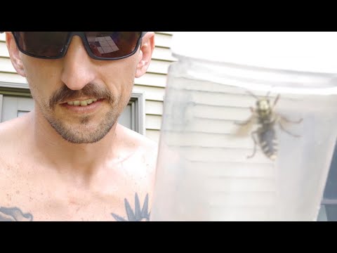 Hornet Nest Removal Without Killing Them - Caught The Bald Faced Hornets Early!