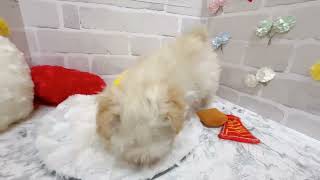 ハーフ犬の動画02