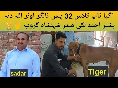 Pakistani Mastiff Bully Breed Dog Name Tiger Owner Allah dita Bashir Ahmed lucky Sadar Pak shensha