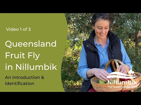 Identifying Queensland Fruit Fly Video 1