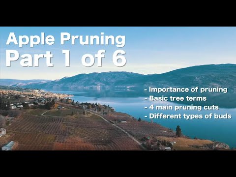 Ambrosia Apple Pruning Like a Pro 1 - by Steve Brown