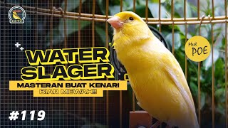 Download lagu WATERSLAGER GACOR buat masteran kenari paud, Suaranya mewah dan bikin kenari mahal mp3