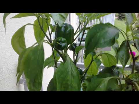 Groene vingers van jo