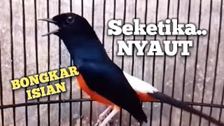 Download lagu PANCINGAN MURAI BATU agar Emosi NYAUT jadi Bunyi GACOR BONGKAR ISIAN | SHAMA BIRD  mp3