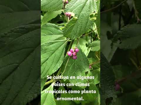 , title : 'Esta planta es cultivada para la buena suerte: Lantana trifolia  #shorts #lantana'
