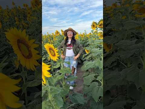 Campos de Girasoles en Venezuela - Portuguesa.🌻❤️🇻🇪