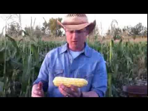 How to shuck corn quickly and easily