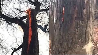 DEVIL TREE BURNING FROM THE INSIDE AND WITH NO SMOKE? JANUARY 5, 2016 (EXPLAINED)