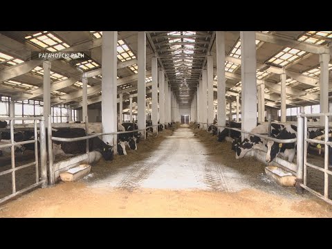 КГК выявил нарушения в деятельности одного из хозяйств Рогачёвского района  видео