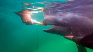 Update on Rescued False Killer Whale Calf