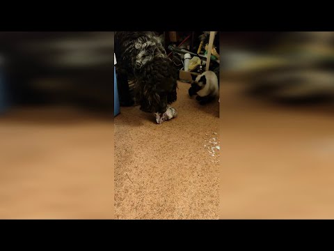 Siamese cat - Simba looks like a TUMAN gnawing bone. Wachtelhund.