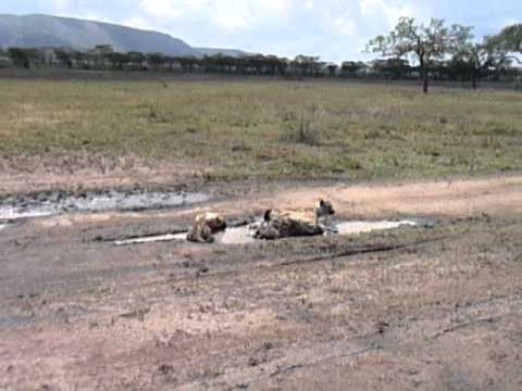Hyena Siesta in Serengeti
