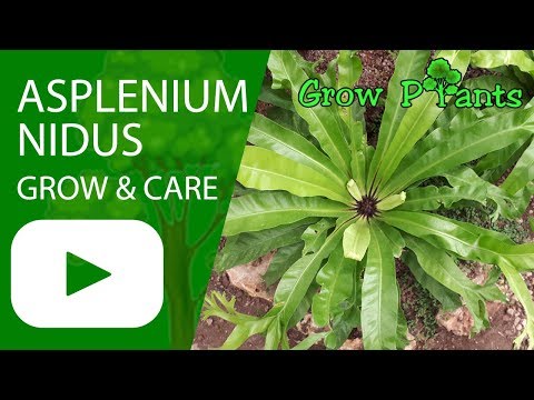 Asplenium nidus - grow and care (also as Houseplant)