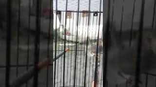 Download lagu Burung masteran prinjak cungklik cungcer mp3