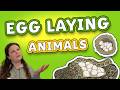 Animals That Lay Eggs Egg Laying Animals Animal Facts For Kids