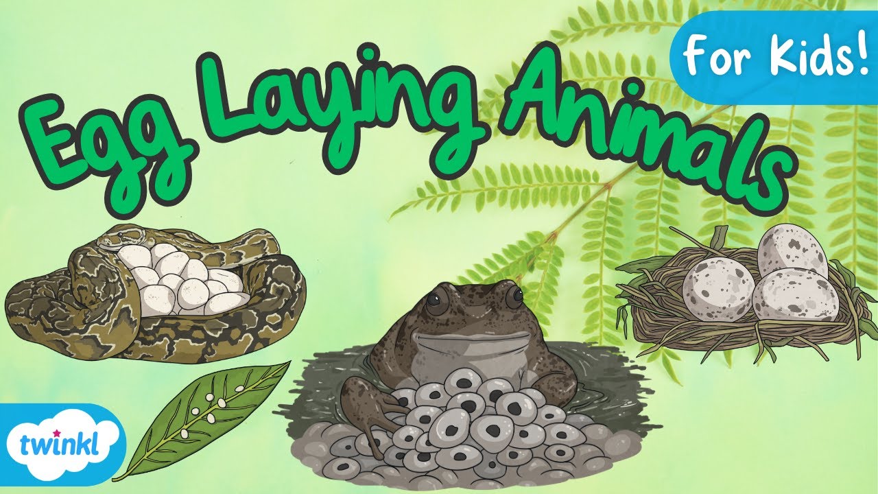 Animals That Lay Eggs | Egg Laying Animals | Animal Facts for Kids!