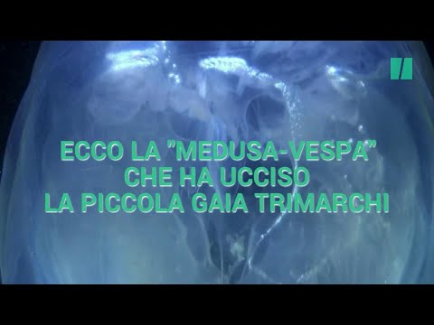 Vermi neri in Calais Uova di vermi da metodo ptsr