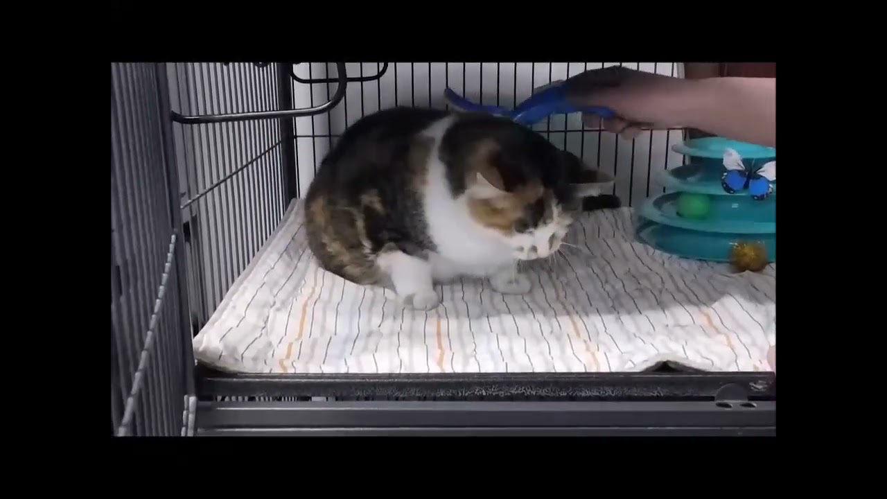 Enlarge TRIXIE, a ADOPTABLE Calico in Ironwood, MI video 2/2