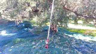 preview picture of video 'Olive picking in Crete.2012'