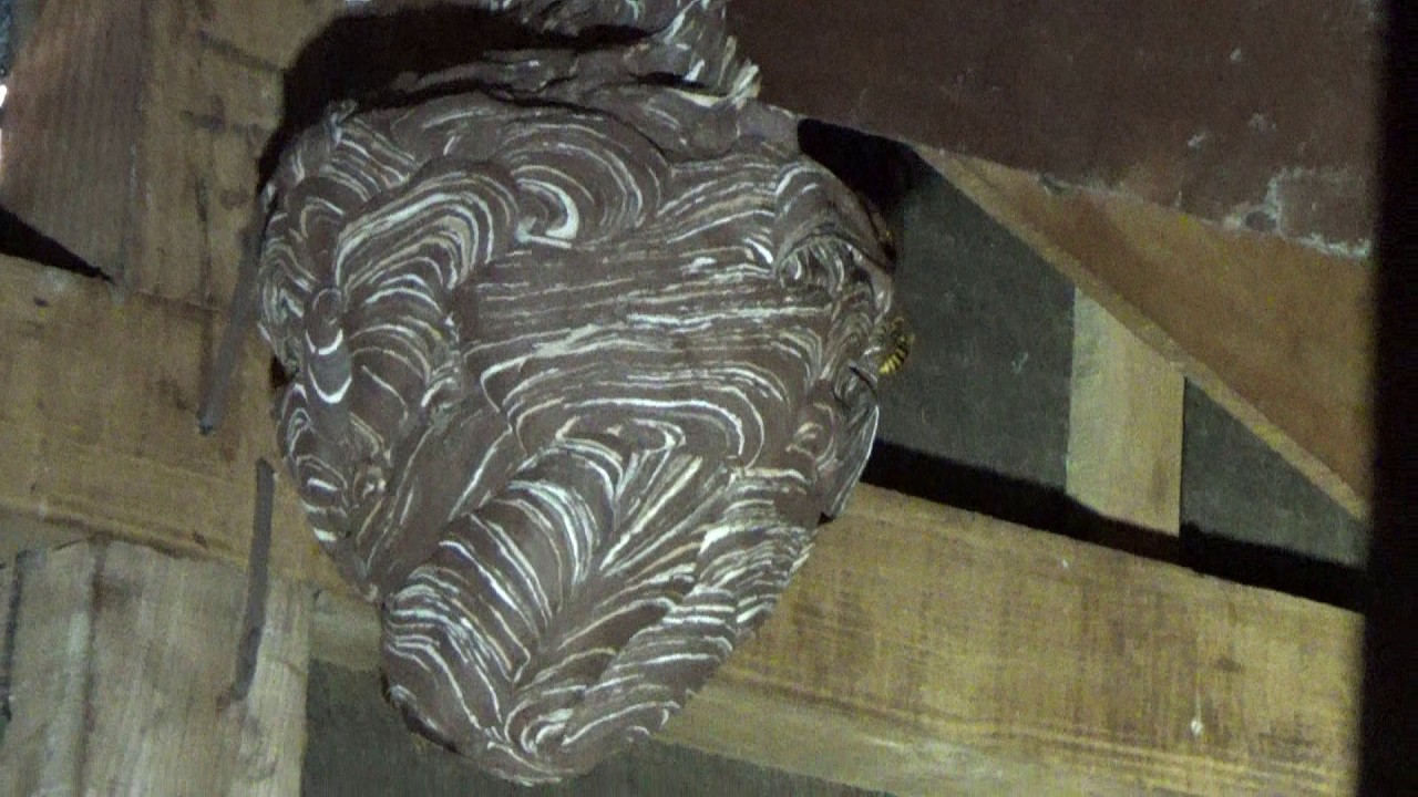 郡山市でスズメバチ駆除- 部屋にもスズメバチが入っていた！屋根裏に作った蜂の巣！ Hornet Nest Removal