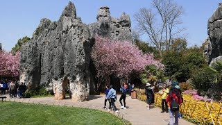 The amazing Stone Forest (ShíLín 石林)