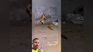 Batalha Insana: Cachorro, Gato e Ganso Contra Doninha 😱🐶🐱🪿