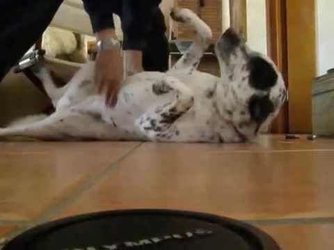 Dalmatian