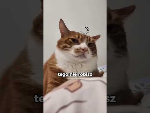 Jak naprawdę widzi cię twój kot? 🐾