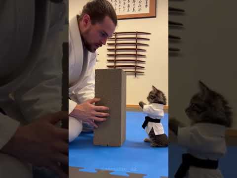 ‏المعلم يدرب القطه 🤠🤣 #viral #cat #هتضحك #اكسبلور #قطط #تحشيش #كوميديات #catworld