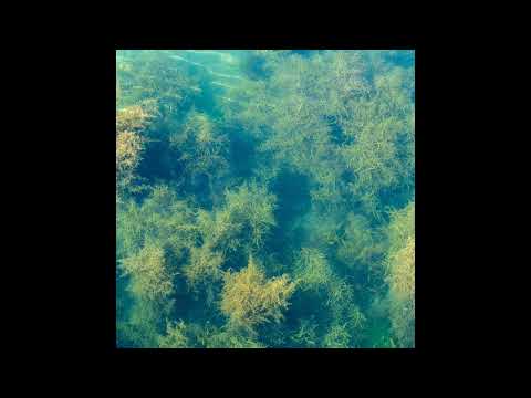 Tokyo Bedroom Orchestra - Seaweed Tunnels (2023)