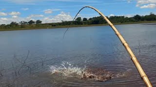 Esse peixe parecia que tava extinto, aí do nada surge um cardume deles na Pescaria raíz 