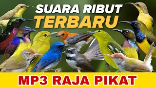 Download lagu SUARA PIKAT PALING AMPUH || KOMBINASI BURUNG KECIL RIBUT TERBARU mp3