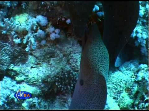 Mating games of Giant moray