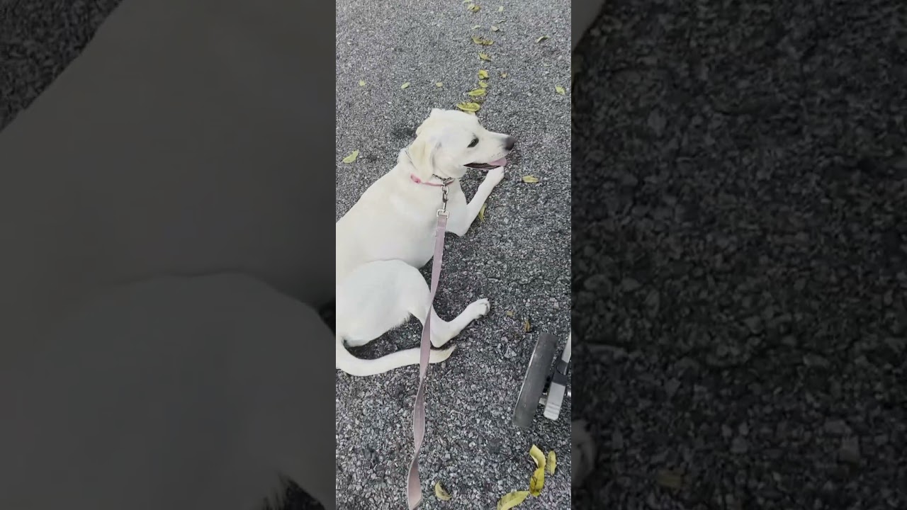 Neutralizing Training Program