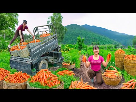 Rewind Timelapse: Harvest Many Carrots Go to Market Sell by 3-Wheeled Truck - How to Cook Carrots