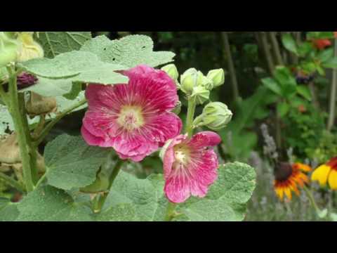 Chcę mieć mądrą dziewczynę   Bazuna 1972