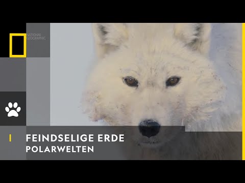 FEINDSELIGE ERDE - Polarwelten | National Geographic