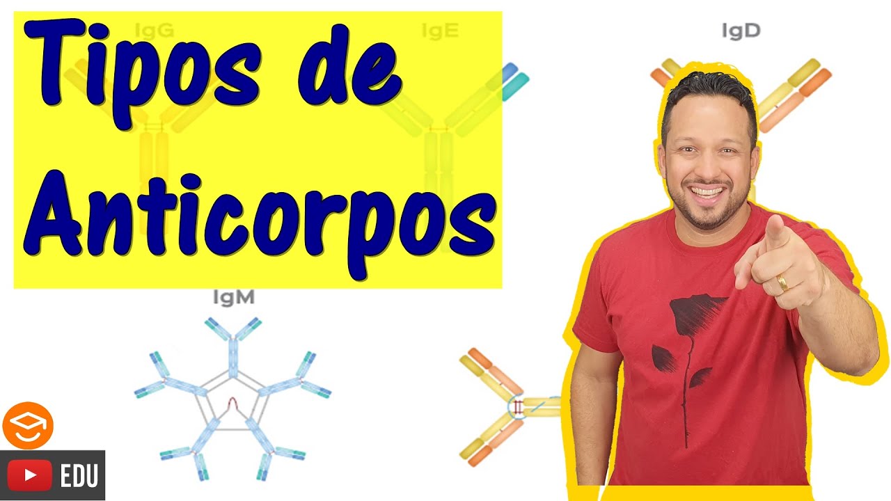 Tipos de Anticorpos - Classes ou Isotipos de Anticorpos - Sistema Imulógico - Fisiologia Humana