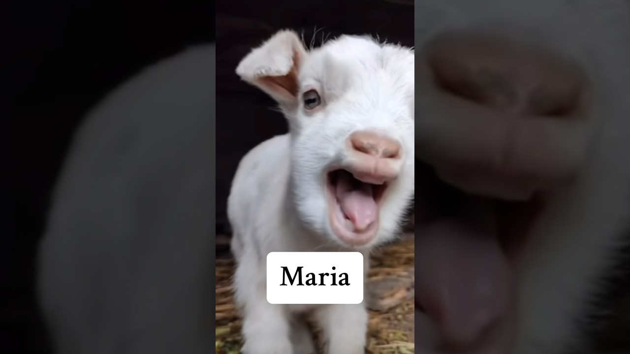 Maria where are you? Come get your animal! #maria #gallo #goat #chicken #poultry #crazygooseman