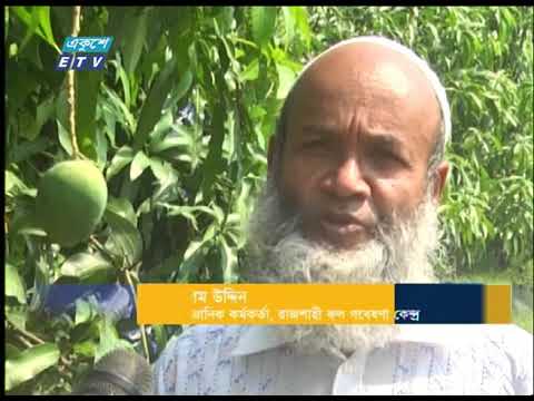 লকডাউনের মধ্যেই  আম বেচা-কেনা নিশ্চিত করতে প্রশাসনের প্রতি আহ্বান বাগান মালিকদের