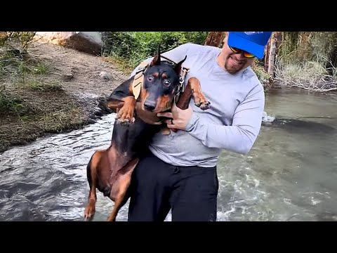 Un chien fait semblant d'être un comédien avec son maître. A voir absolument !