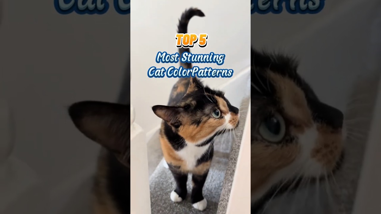 Top 5 Most Stunning Cat Color Patterns! #catbreed #cat #catlovers
