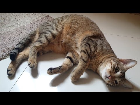 Things you need to know | Why do cats roll over on their backs?