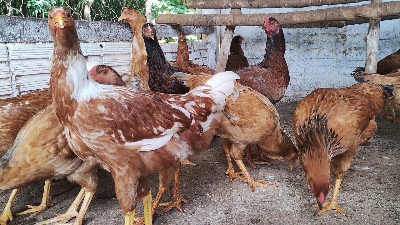 Mostrando frangas a pedido de escrito que pretende adquiri-las.